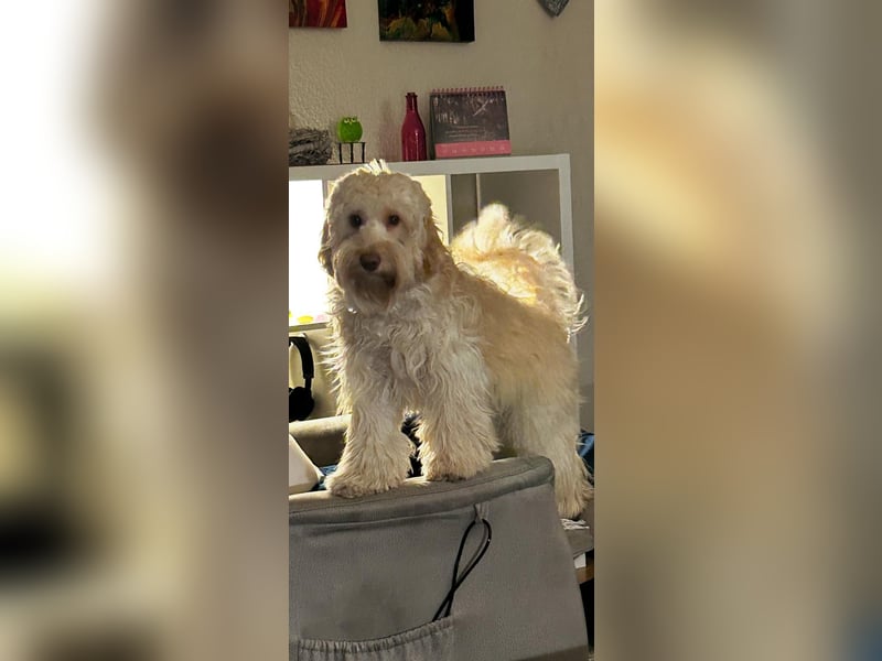 GOLDENDOODLE Traum ! Bezaubernde Welpen aus langjähriger+überprüfter Familienaufzucht.