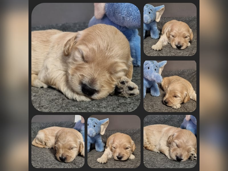 GOLDENDOODLE Traum ! Bezaubernde Welpen aus langjähriger+überprüfter Familienaufzucht.