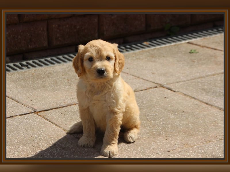GOLDENDOODLE Traum ! Bezaubernde Welpen aus langjähriger+überprüfter Familienaufzucht.
