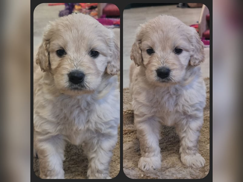 GOLDENDOODLE Traum ! Bezaubernde Welpen aus langjähriger+überprüfter Familienaufzucht.