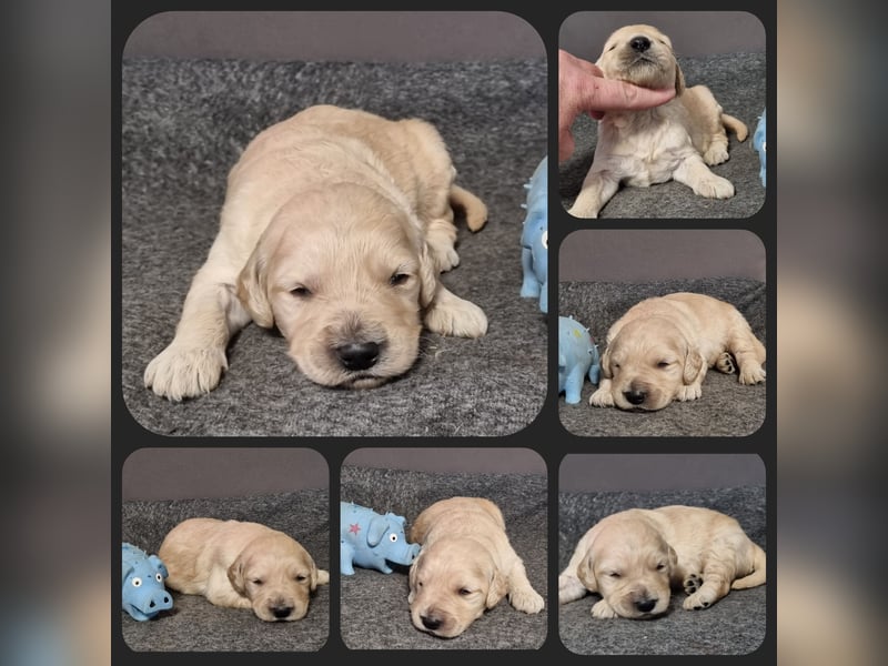 GOLDENDOODLE Traum ! Bezaubernde Welpen aus langjähriger+überprüfter Familienaufzucht.