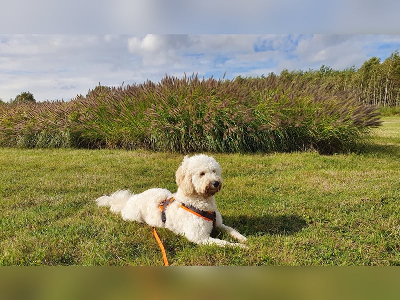 GOLDENDOODLE Traum ! Bezaubernde Welpen aus langjähriger+überprüfter Familienaufzucht.