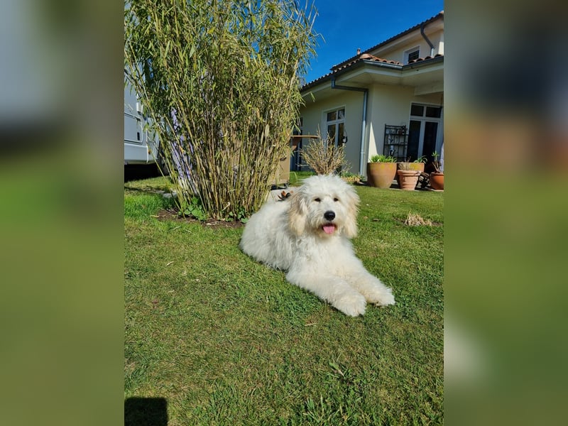 GOLDENDOODLE Traum ! Bezaubernde Welpen aus langjähriger+überprüfter Familienaufzucht.