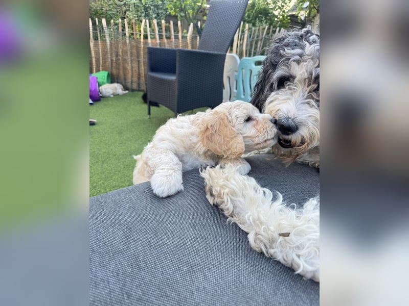 Labradoodle