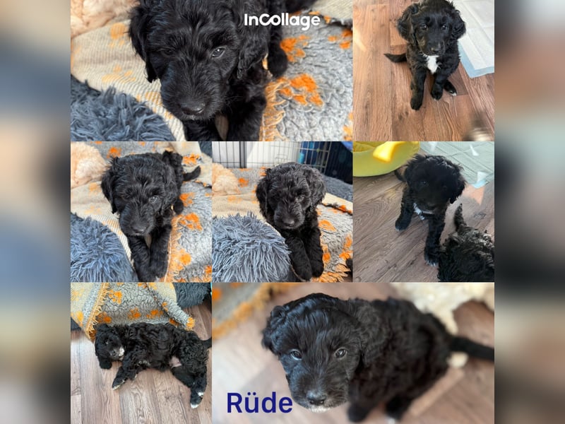 Labradoodle