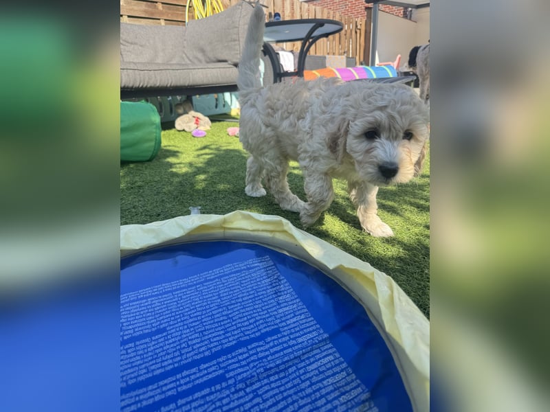 Labradoodle