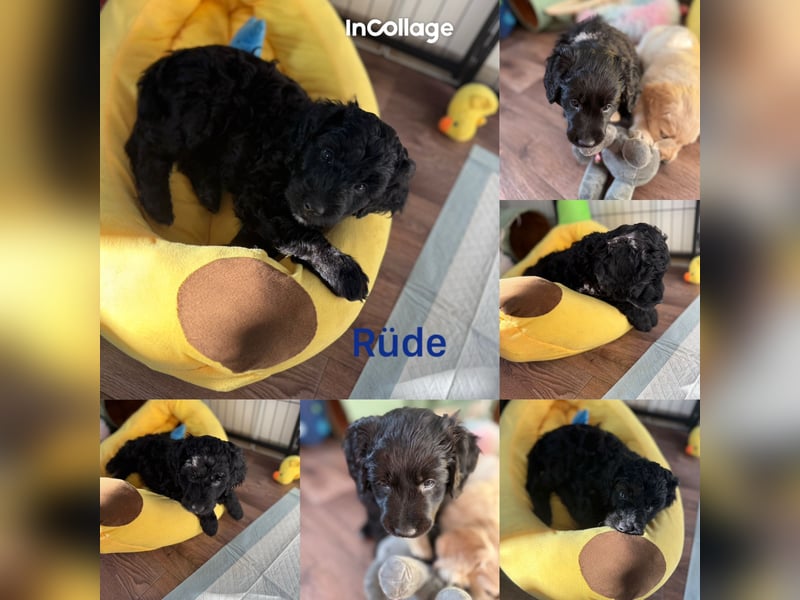 Labradoodle