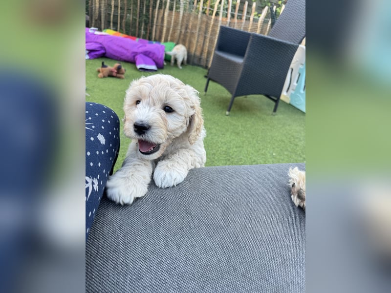 Labradoodle