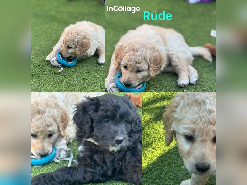 Labradoodle