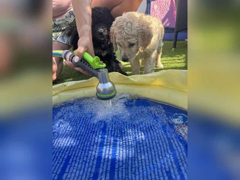 Labradoodle