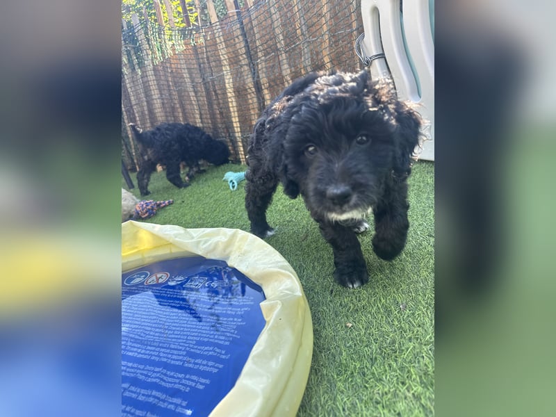 Labradoodle
