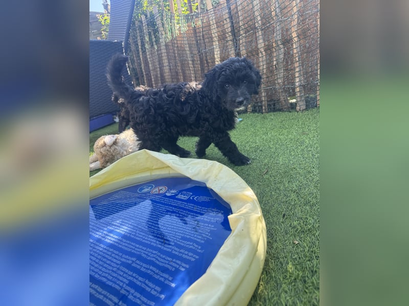 Labradoodle