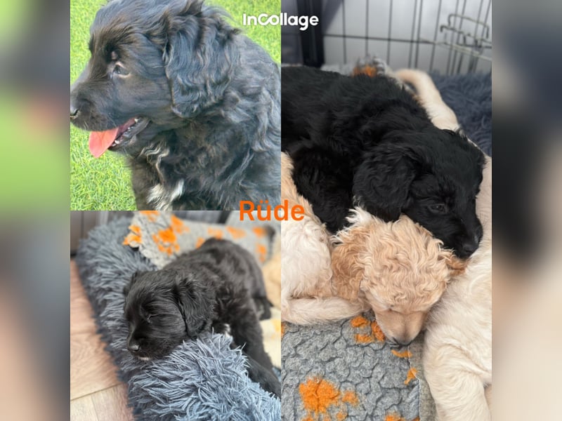 Labradoodle