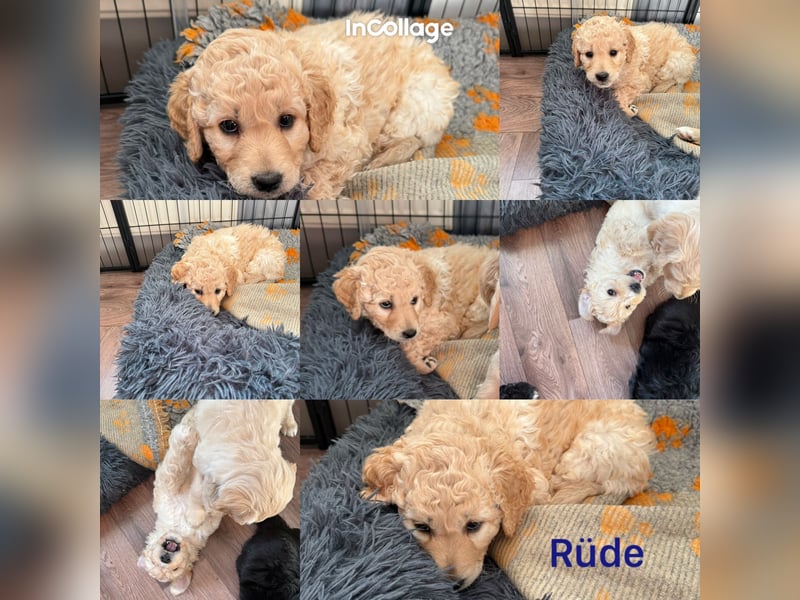 Labradoodle