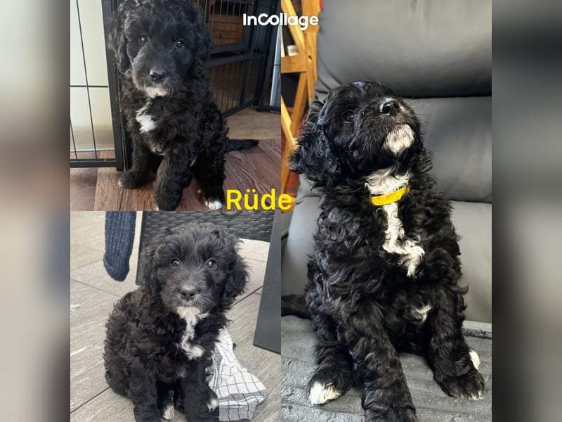 Labradoodle