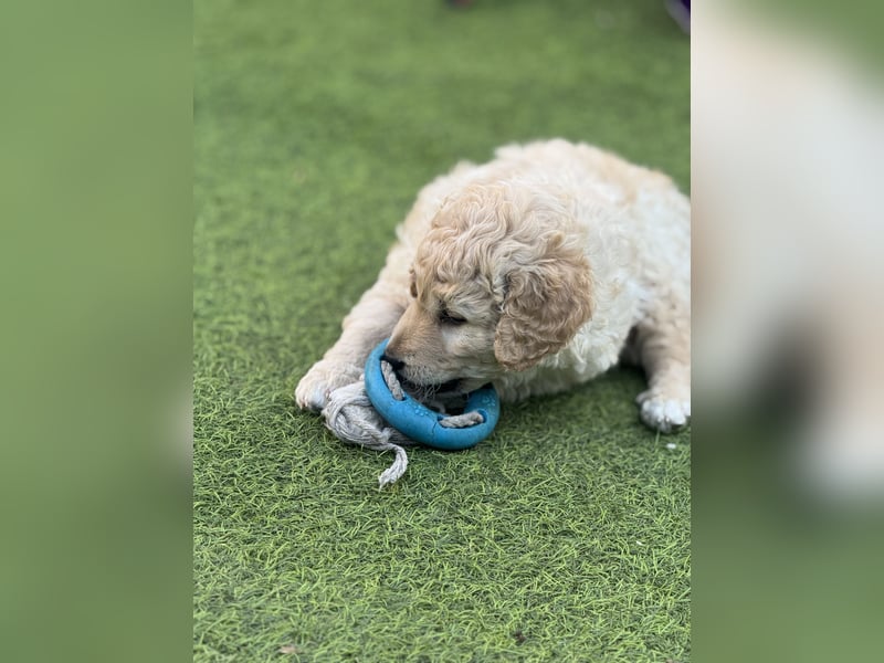 Labradoodle