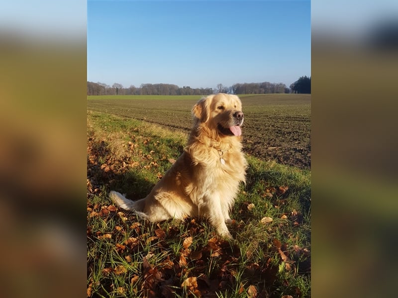 Süße Doodle Welpen 2 Hündinnen, 7 Rüden