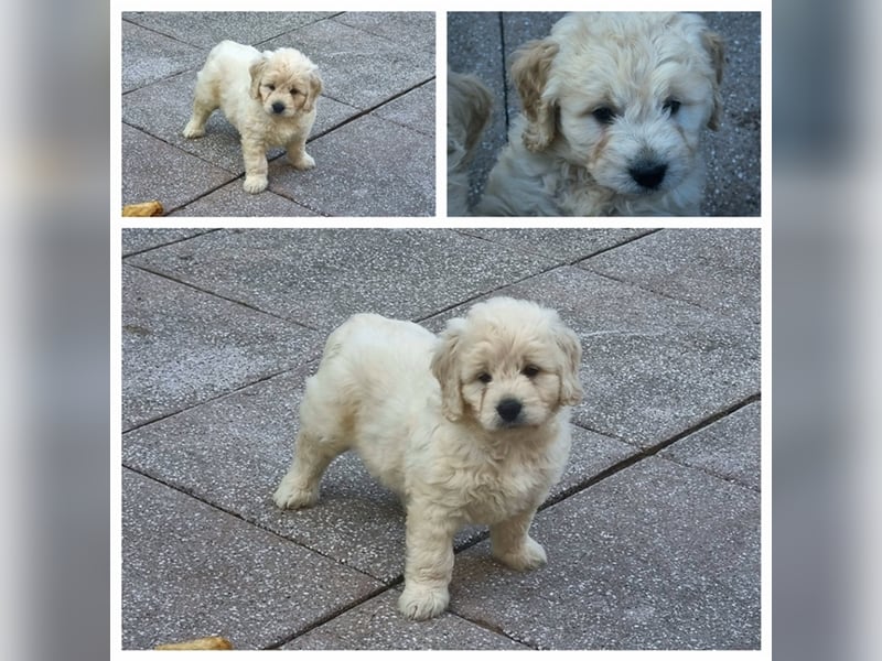 Goldendoodle Medium - noch 2 traumhafte Hündinnen abzugeben. Langjährige, überprüfte Zucht.