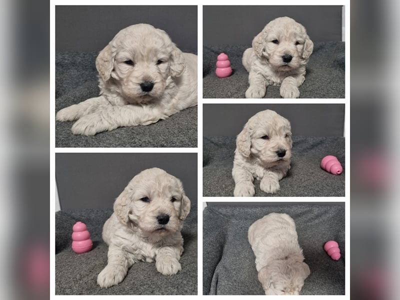 Goldendoodle Medium - noch 2 traumhafte Hündinnen abzugeben. Langjährige, überprüfte Zucht.