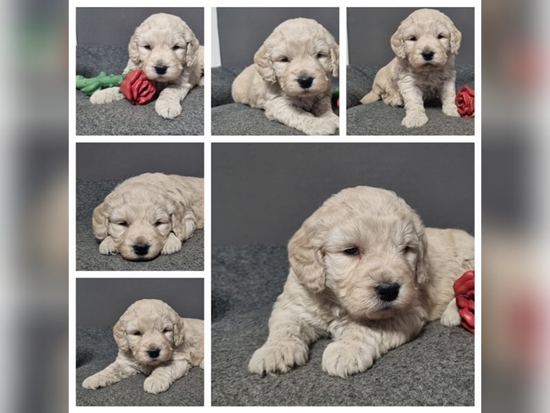 Goldendoodle Medium - noch 2 traumhafte Hündinnen abzugeben. Langjährige, überprüfte Zucht.