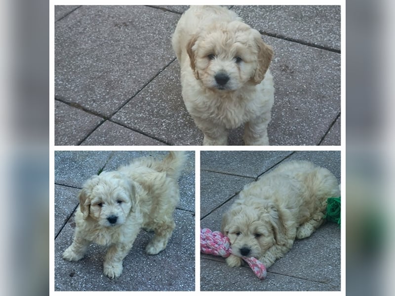 Goldendoodle Medium - noch 2 traumhafte Hündinnen abzugeben. Langjährige, überprüfte Zucht.