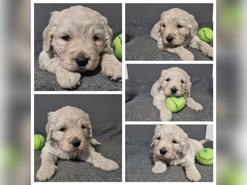 Goldendoodle Medium - noch 2 traumhafte Hündinnen abzugeben. Langjährige, überprüfte Zucht.