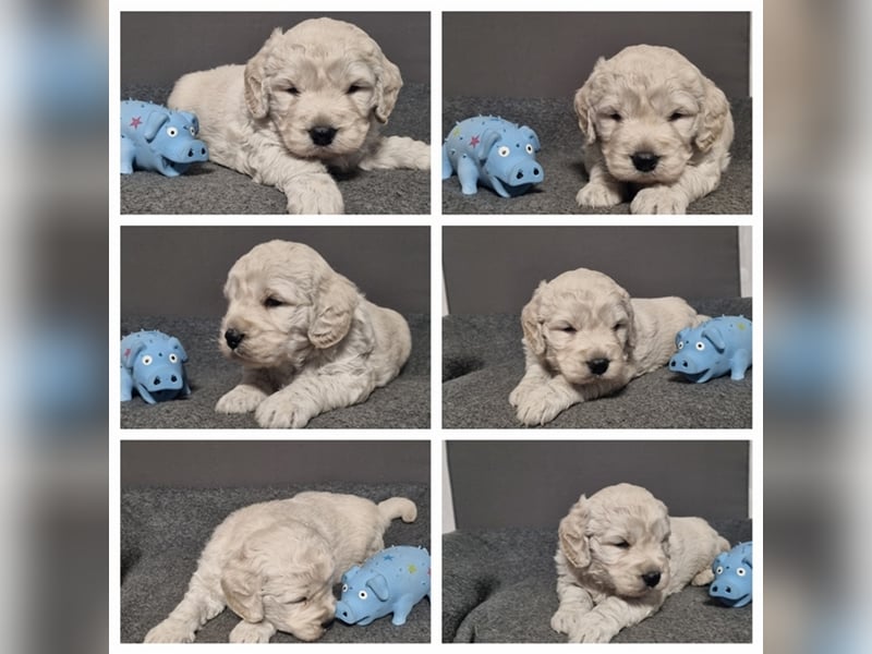 Goldendoodle Medium - noch 2 traumhafte Hündinnen abzugeben. Langjährige, überprüfte Zucht.