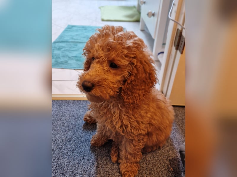 Goldendoodle Welpe Medium F1b curly