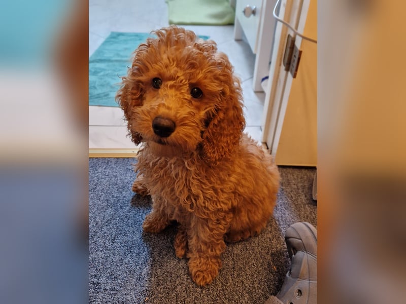 Goldendoodle Welpe Medium F1b curly