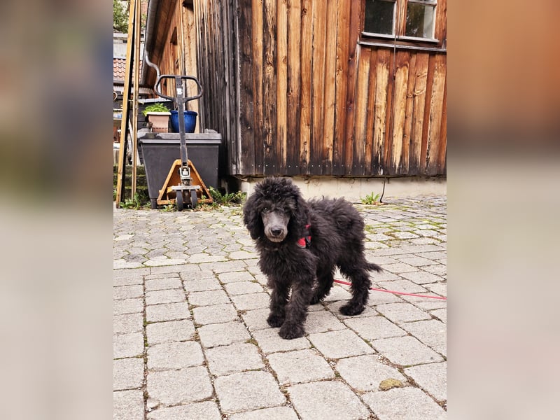 Doodle/Pudel Lilith sucht Kuschelkörbchen