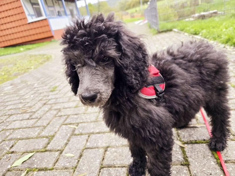 Doodle/Pudel Lilith sucht Kuschelkörbchen