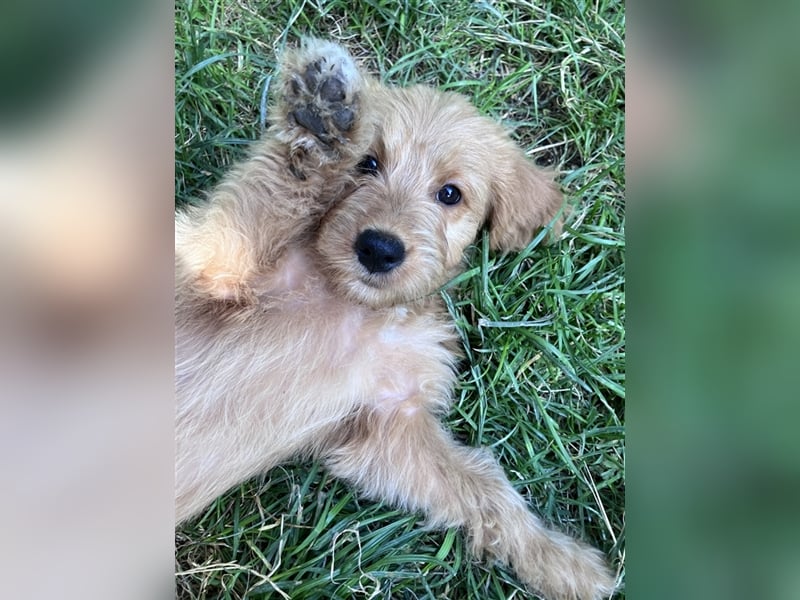 Mini Goldendoodle suchen liebevolles Zuhause