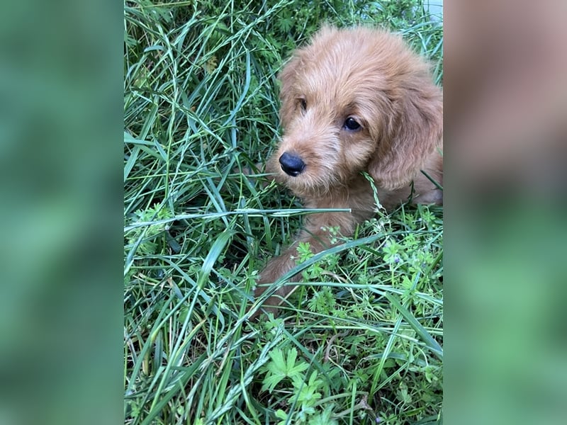 Mini Goldendoodle suchen liebevolles Zuhause