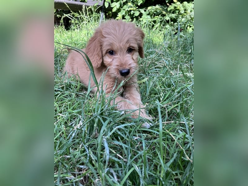 Mini Goldendoodle suchen liebevolles Zuhause