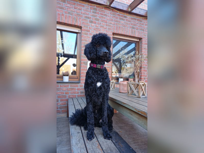 GOLDENDOODLE F1