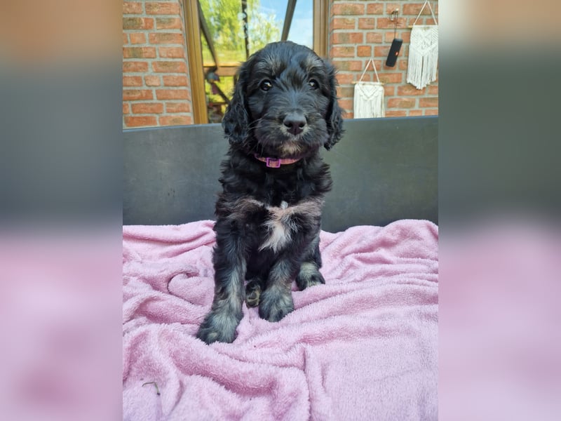 GOLDENDOODLE F1