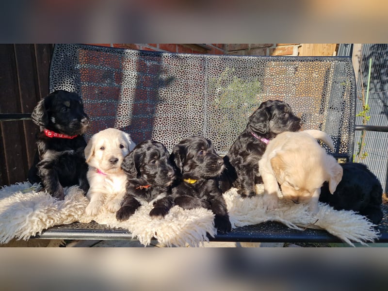 GOLDENDOODLE F1
