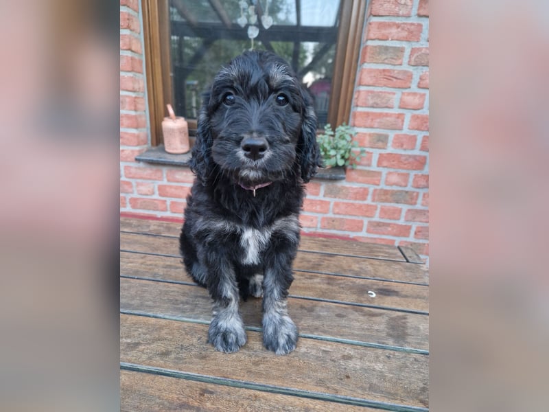 GOLDENDOODLE F1