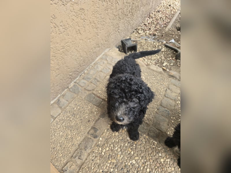 Goldendoodle F2b