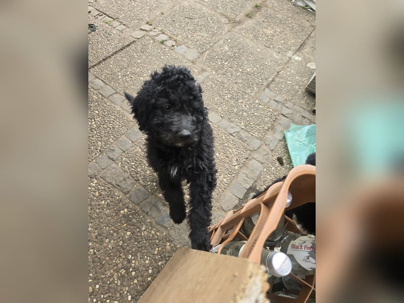 Goldendoodle F2b