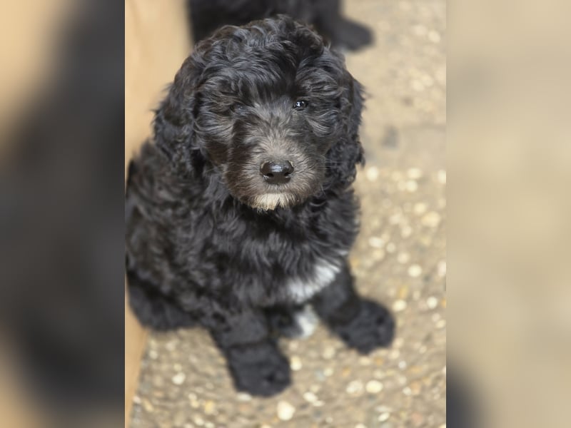 Goldendoodle F2b