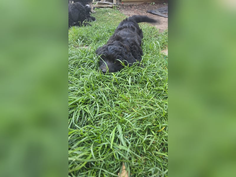 Goldendoodle F2b