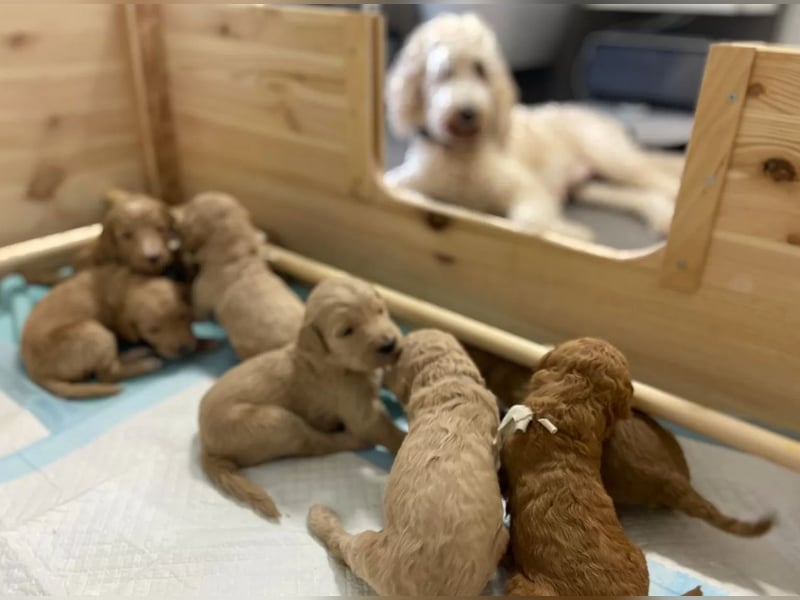 Goldendoodle apricot abgabebereit Golden Doodle