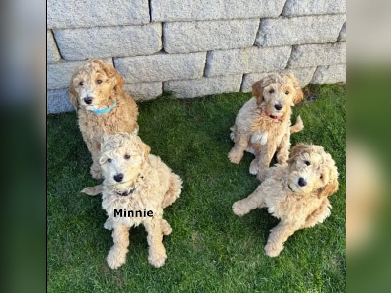 Goldendoodle apricot abgabebereit Golden Doodle
