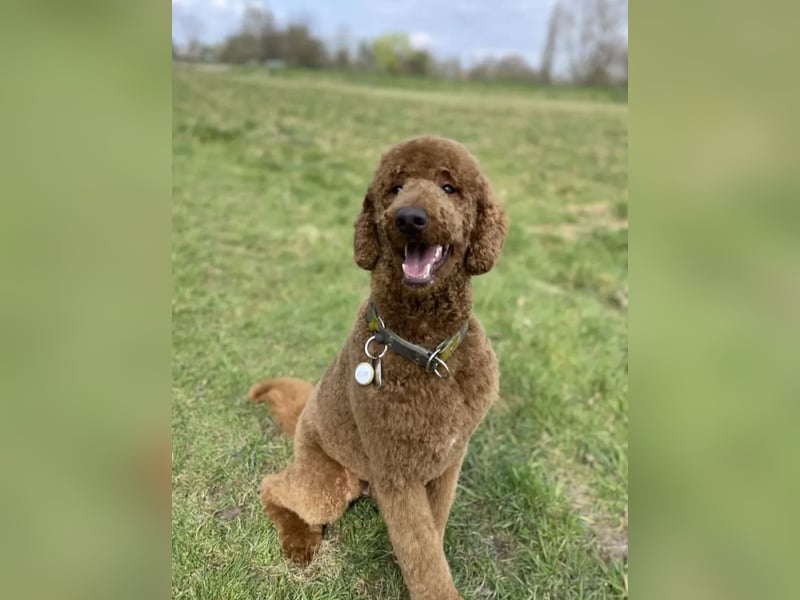 Goldendoodle apricot abgabebereit Golden Doodle
