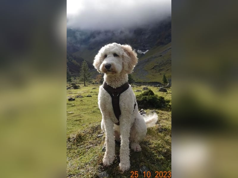 Goldendoodle apricot abgabebereit Golden Doodle