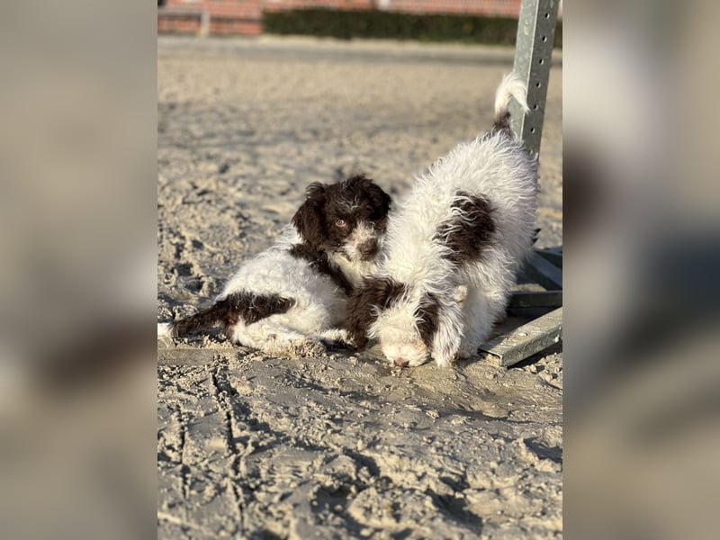 Familien Hund erster Güte