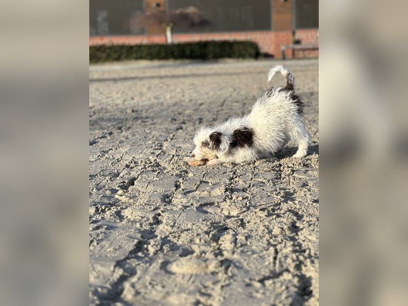 Familien Hund erster Güte
