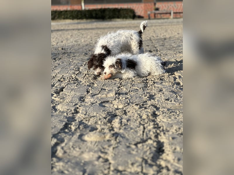 Familien Hund erster Güte