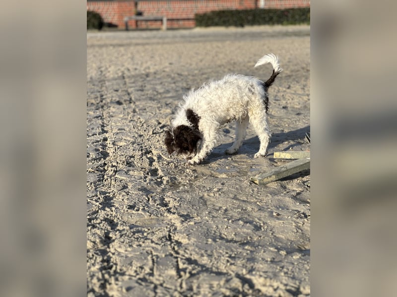 Familien Hund erster Güte